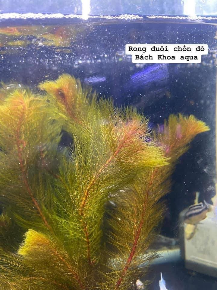 Cây thủy sinh - Rong đuôi chồn đỏ | Bách Khoa Aqua - Bể Thuỷ Sinh - Phụ ...