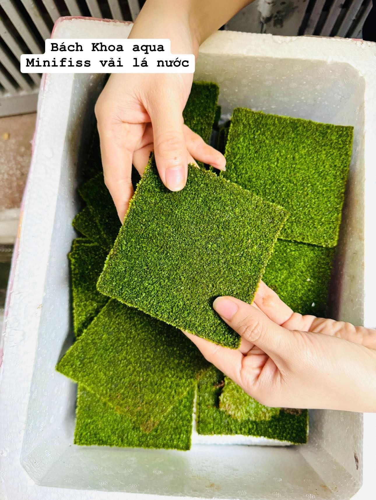 Rêu Minifiss cấy vải 10x10cm tiện lợi cho bể thủy sinh
