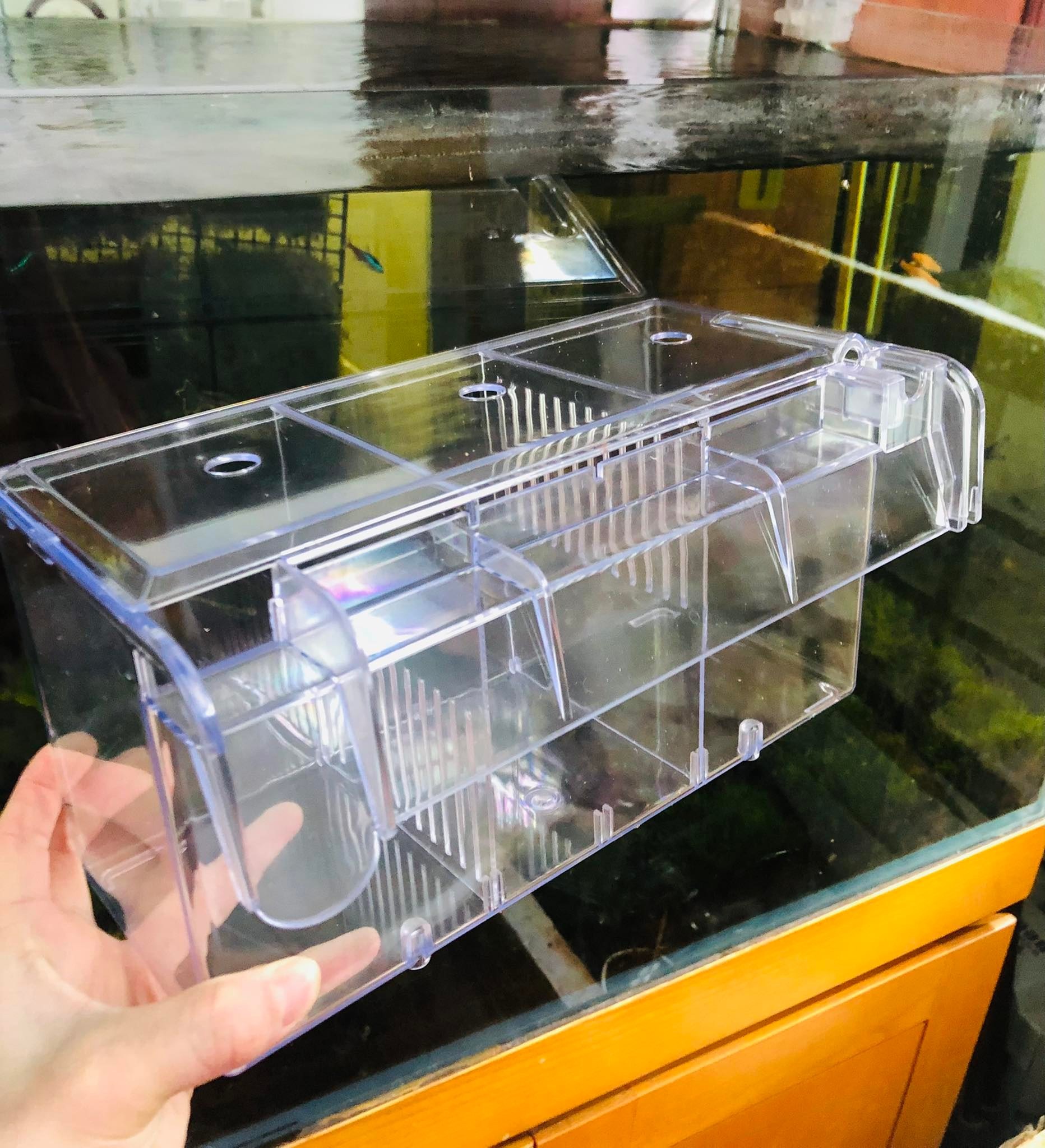 Lồng Box Thái dưỡng tách cá tép