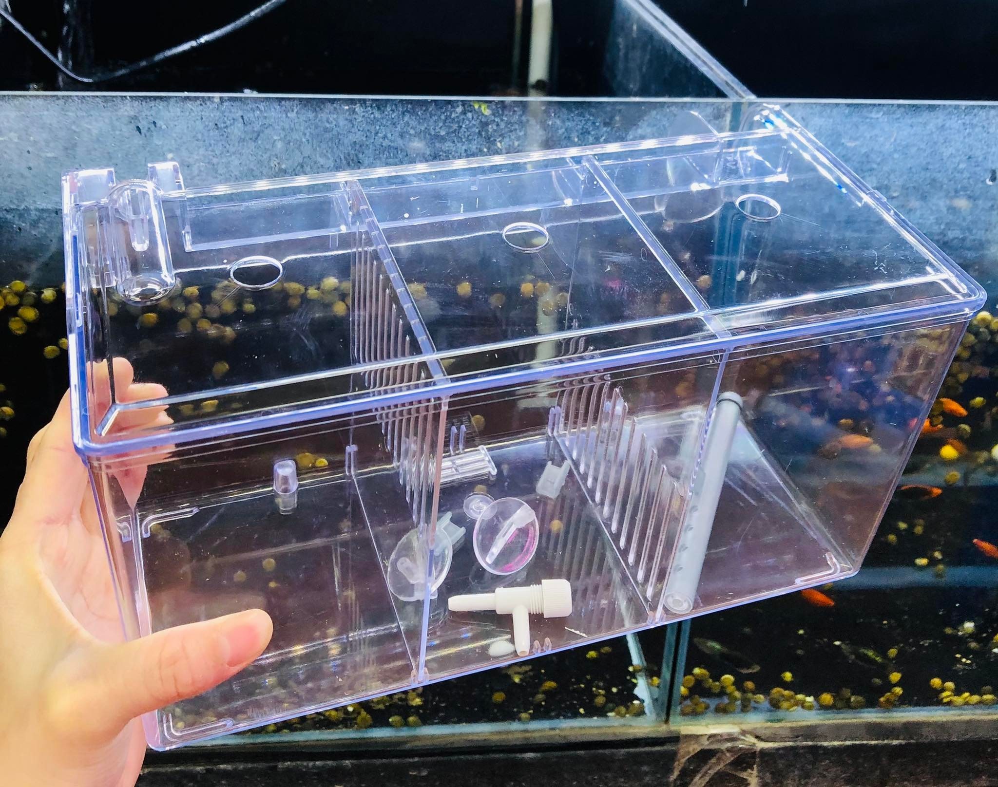 Lồng Box Thái dưỡng tách cá tép