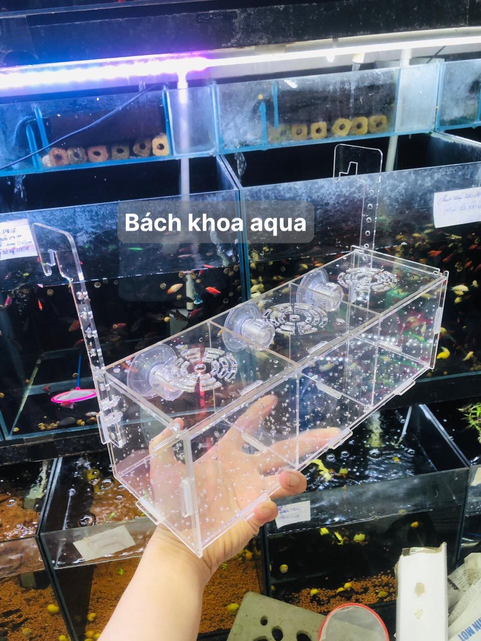 Lồng mica dưỡng cá tép đủ kích thước có núm hít