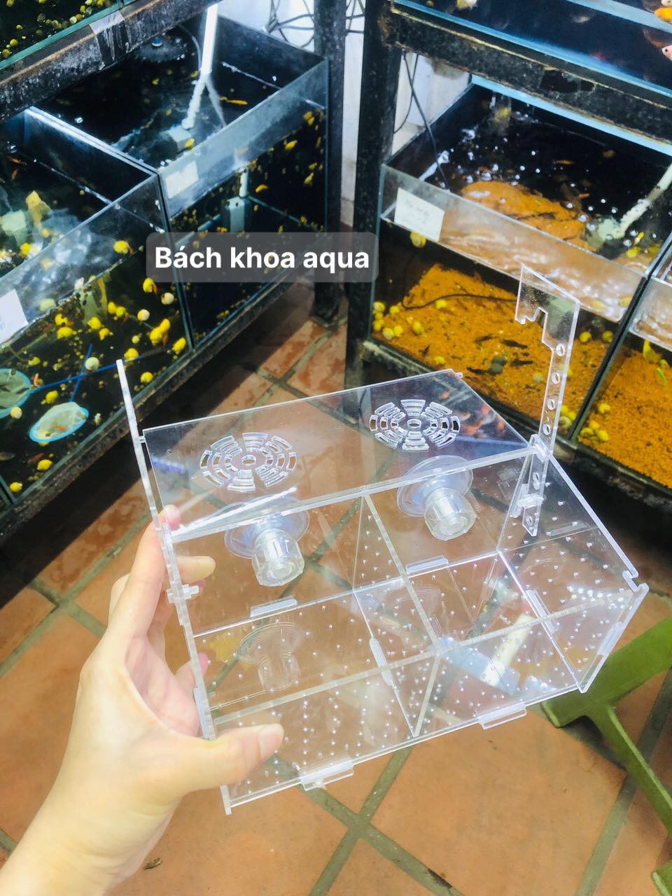 Lồng mica dưỡng cá tép đủ kích thước có núm hít