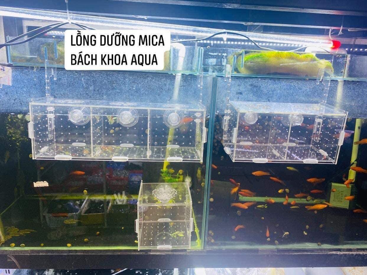 Lồng mica dưỡng cá tép đủ kích thước có núm hít