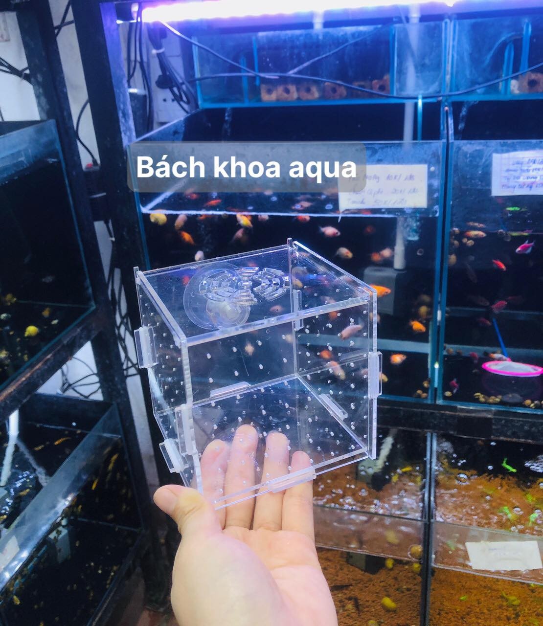 Lồng mica dưỡng cá tép đủ kích thước có núm hít