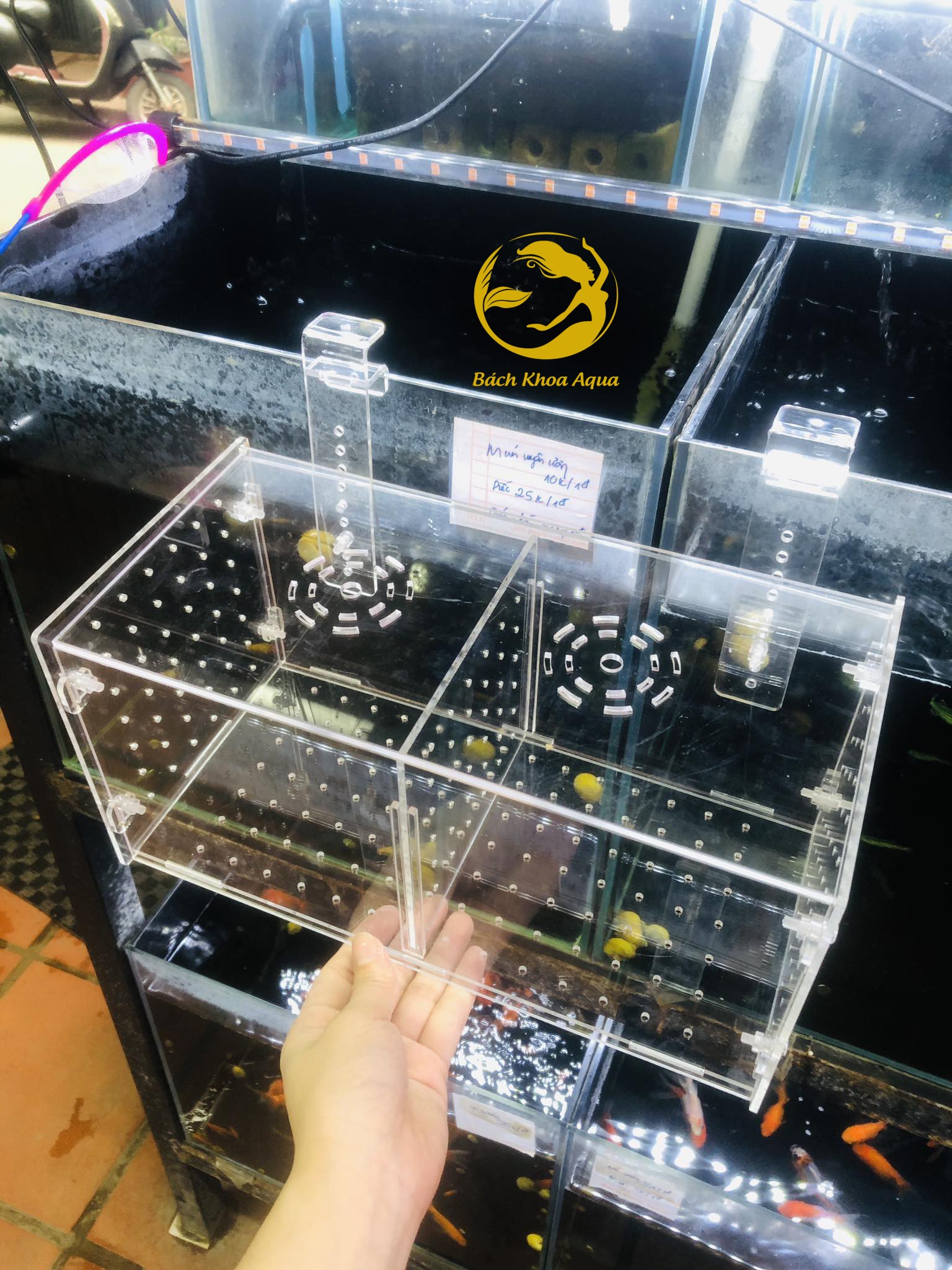 Lồng treo mica dưỡng cá trong suốt cao cấp