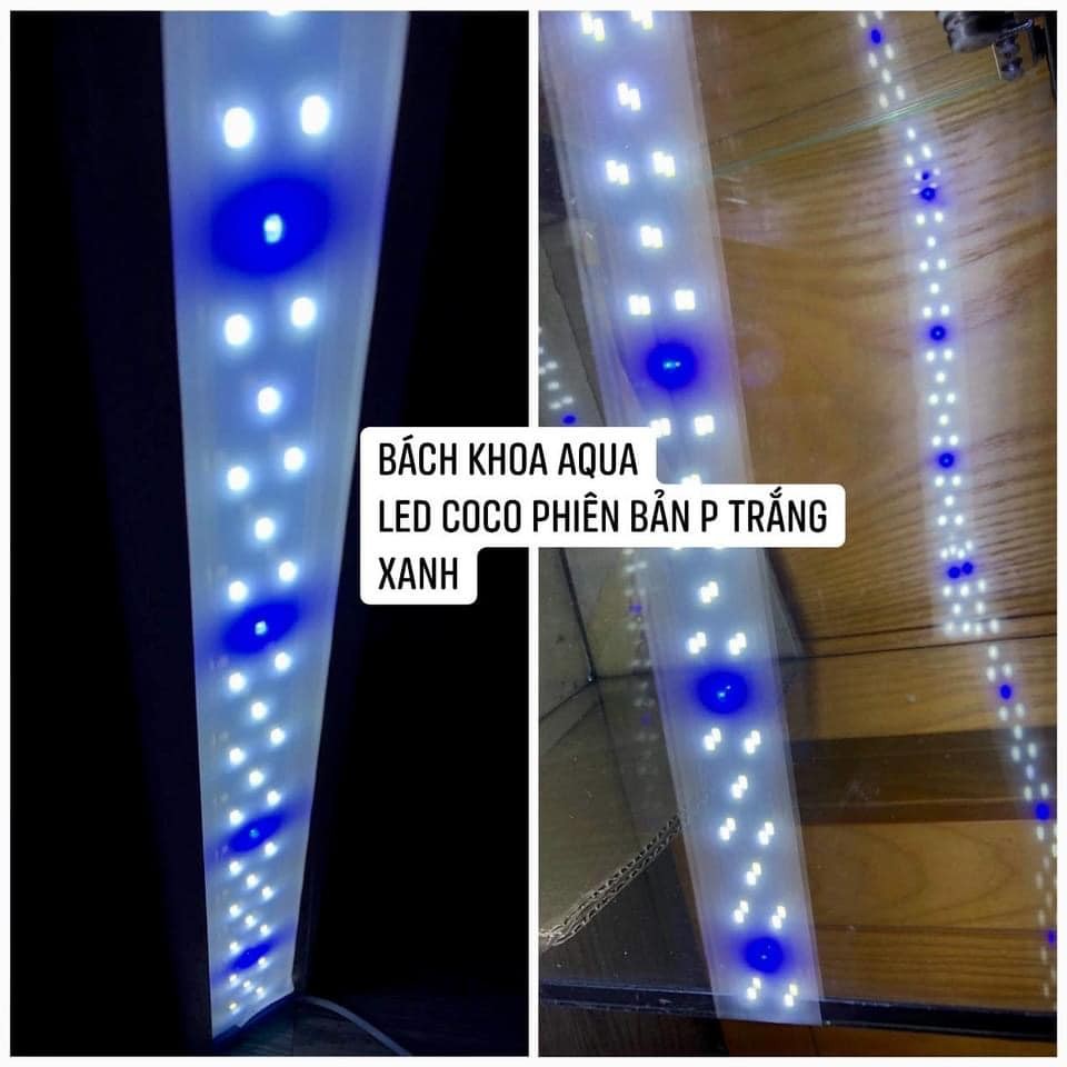 Đèn Led COCO ánh sáng Trắng Xanh