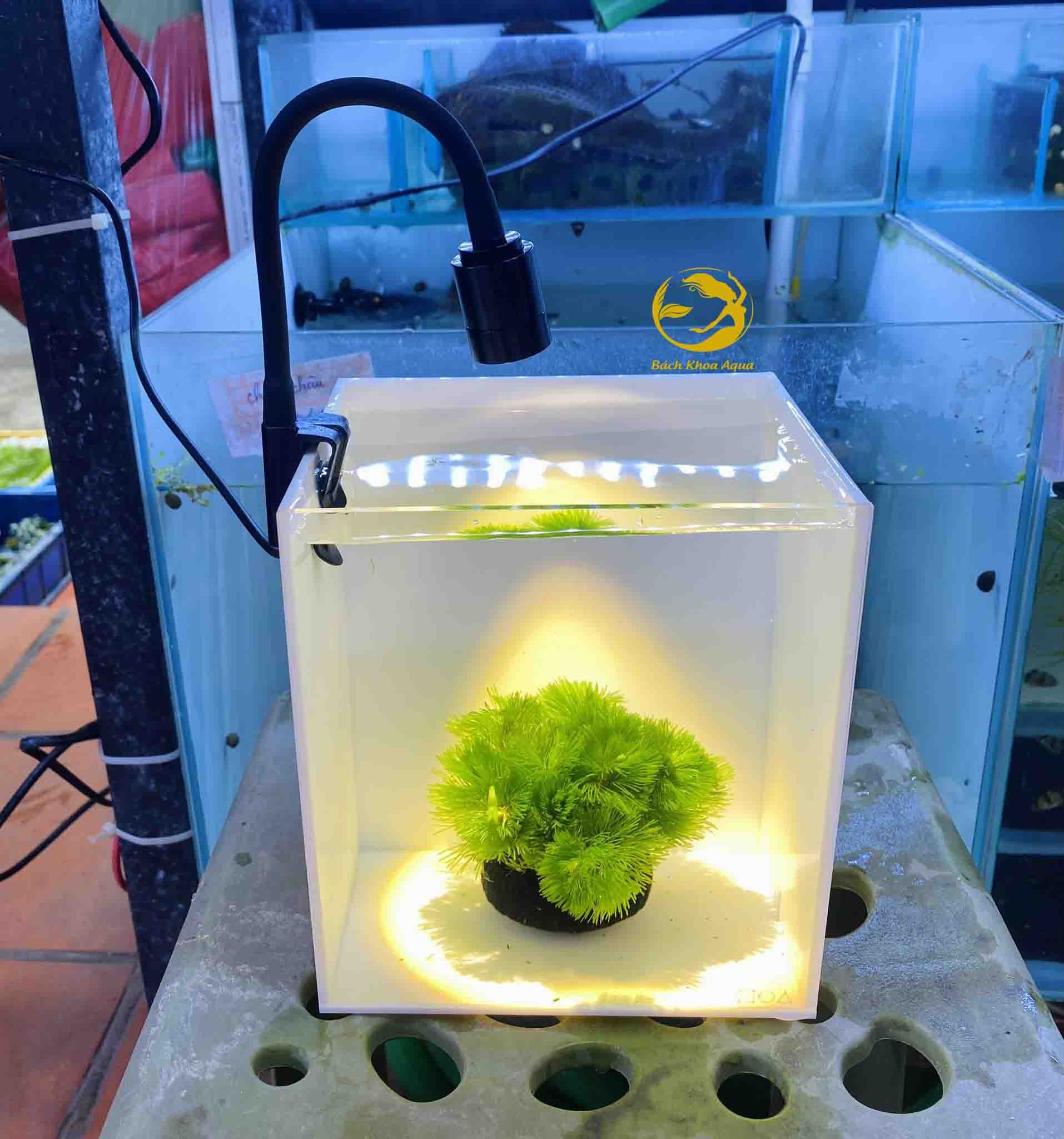 Đèn led rọi mini YEE điều chỉnh tiêu cự